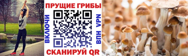 Псилоцибиновые грибы Magic Shrooms  мега зеркало  Каневская 